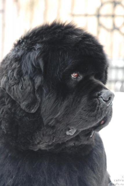 Фото: ньюфаундленд Dodger ot Sibirskogo Medvedja (Доджер от Сибирского Медведя)