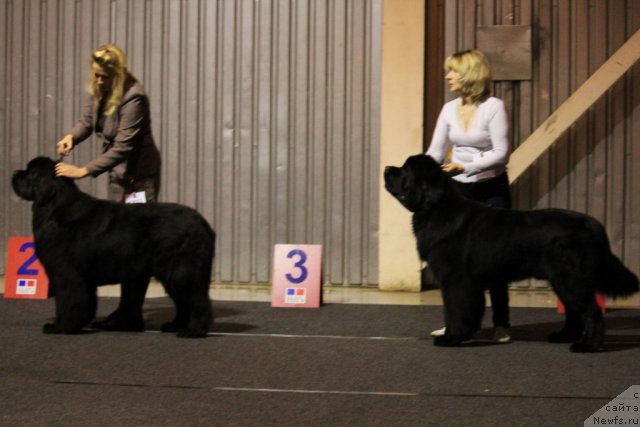 Фотография № 110119