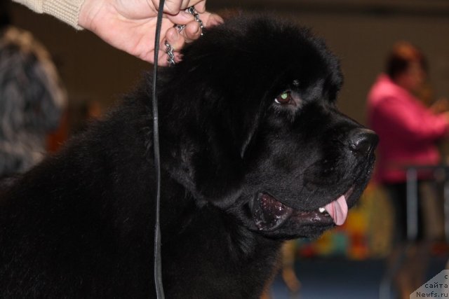 Фотография № 110132