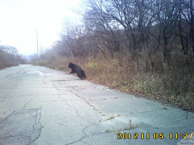 Фото: ньюфаундленд Nessi Blyek s  Lesnoy Zaimki (Несси Блэк с  Лесной Заимки)