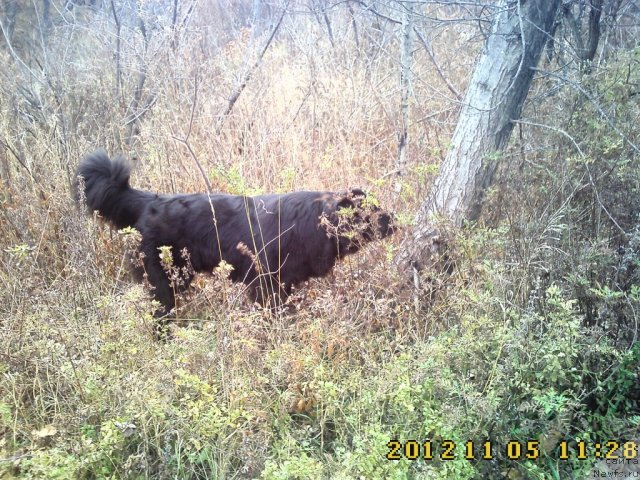Фото: ньюфаундленд Nessi Blyek s  Lesnoy Zaimki (Несси Блэк с  Лесной Заимки)