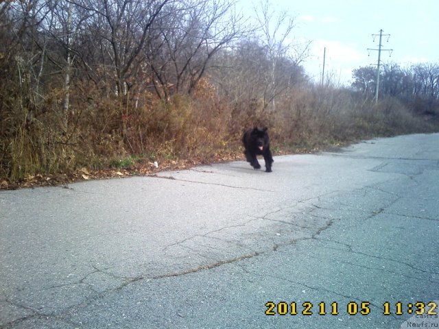 Фото: ньюфаундленд Nessi Blyek s  Lesnoy Zaimki (Несси Блэк с  Лесной Заимки)