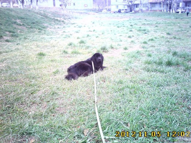Фото: ньюфаундленд Nessi Blyek s  Lesnoy Zaimki (Несси Блэк с  Лесной Заимки)