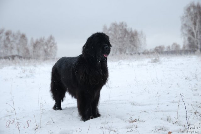 Фото: ньюфаундленд Formula Lyubvi ot Sibirskogo Medvedya (Формула Любви от Сибирского Медведя)