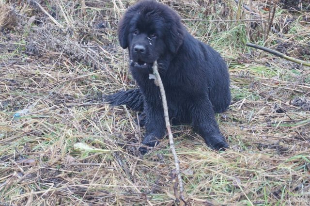 Фотография № 110157