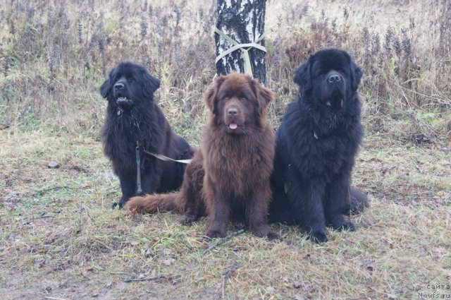 Фотография № 110158