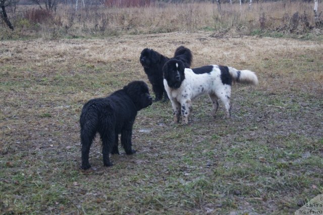 Фотография № 110159