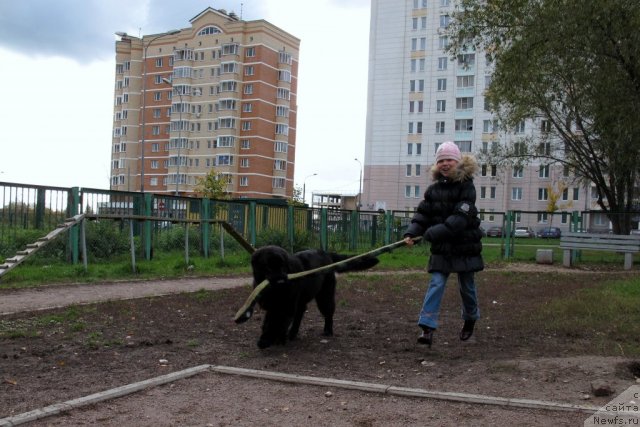 Фото: ньюфаундленд Donats Prayd Byet Midler (Донатс Прайд Бэт Мидлер)
