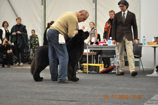 Фото: ньюфаундленд Zvezdnij Dar Agassi (Звездный Дар Агасси)