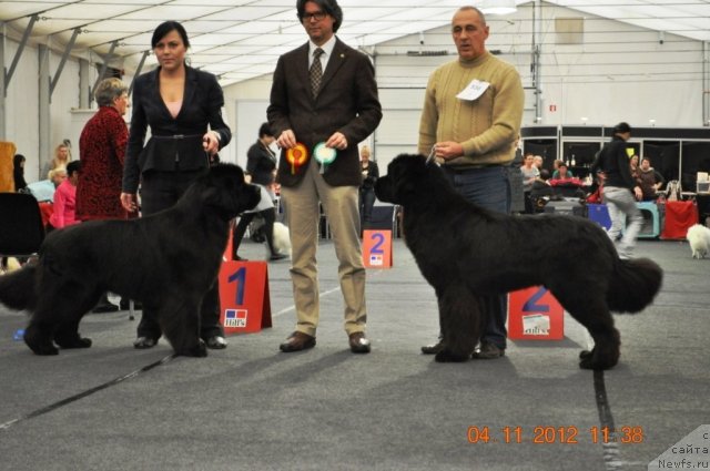 Фото: Vera Andronova (Вера Андронова), ньюфаундленд Bears Cove Latoya for Grandbear Wow, Massimo Inzoli, ньюфаундленд Zvezdnij Dar Agassi (Звездный Дар Агасси), F.Aktuganov