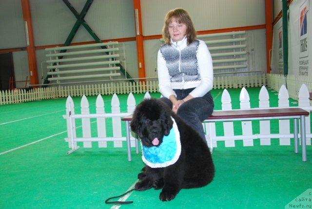 Фото: ньюфаундленд As True for Beguschaya po Volnam Dinastiya Soverchenstva (Аз Труэ Бегущая по Волнам Династия Совершенства), Galina Kostyuhova (Галина Костюхова)