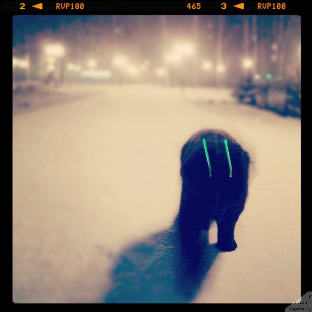 Фото: ньюфаундленд Severus Tobias Snegg (Северус Тобиас Снегг)