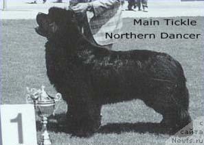 Фото: ньюфаундленд Main Tickle Northern Dancer of Ursinus