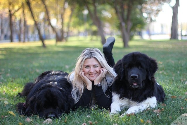 Фото: ньюфаундленд Vom Waterfall Land Ay Todor (Вом Ватерфалл Лэнд Ай Тодор), ньюфаундленд CHernyiy SHarm Vankuver (Черный Шарм Ванкувер), Elena Gorbunova (Елена Горбунова)