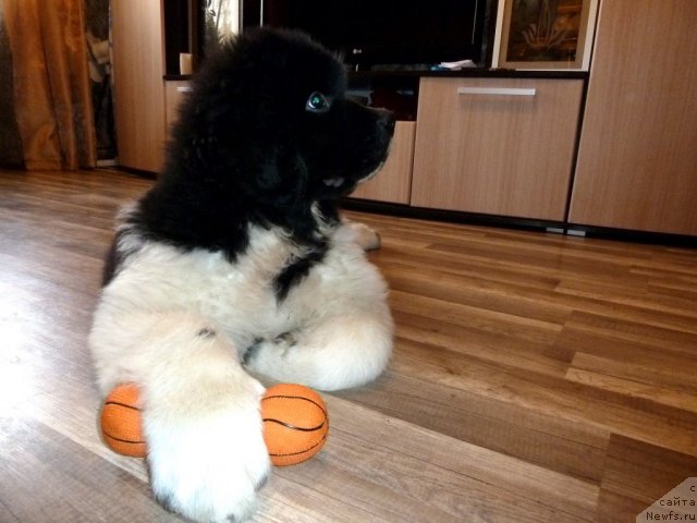 Фото: ньюфаундленд Fiamettahauz Primo Orso Neo (Фиаметтахауз Примо Орсо Нео)