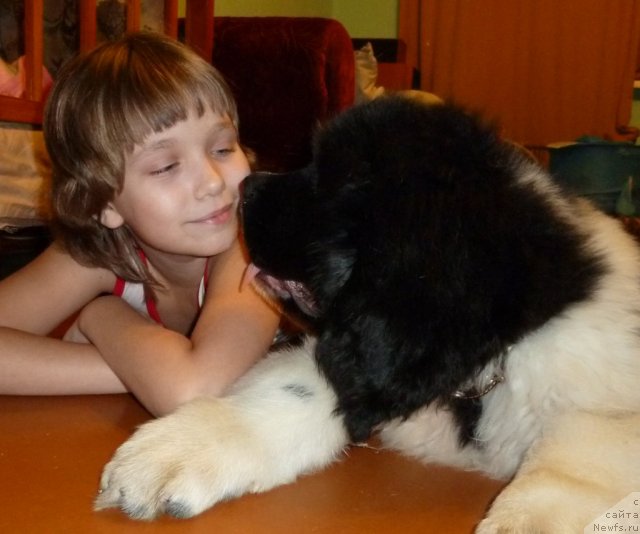 Фото: ньюфаундленд Fiamettahauz Primo Orso Neo (Фиаметтахауз Примо Орсо Нео)