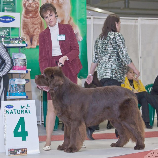 Фото: ньюфаундленд Aquatoriya Kelvin Royal Teddy Bear (Акватория Келвин Ройал Тедди Беар), YUliana Nikiforova (Юлиана Никифорова)