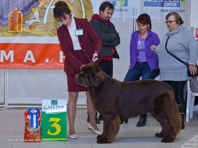 Фото: ньюфаундленд Aquatoriya Kelvin Royal Teddy Bear (Акватория Келвин Ройал Тедди Беар), YUliana Nikiforova (Юлиана Никифорова)