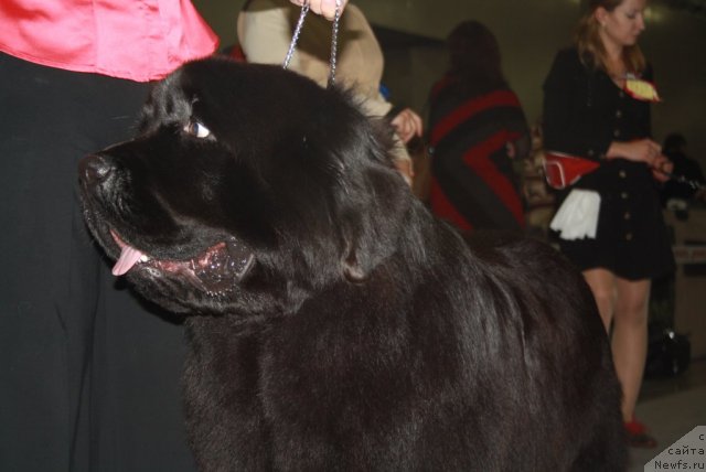 Фото: ньюфаундленд Skazochnaya Kroha Medison (Сказочная Кроха Медисон)