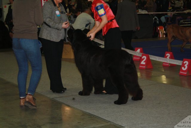 Фото: ньюфаундленд Skazochnaya Kroha Medison (Сказочная Кроха Медисон)