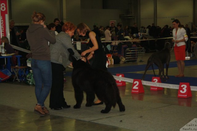 Фото: ньюфаундленд Matvey s Berega Dona (Матвей с Берега Дона), Tat'yana Rozanova (Татьяна Розанова)