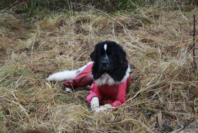 Фото: ньюфаундленд Skazochnaya Kroha Prelestnaya Blondi (Сказочная Кроха Прелестная Блонди)