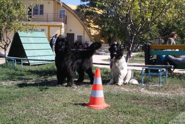 Фото: ньюфаундленд Skazochnaya Kroha Prelestnaya Blondi (Сказочная Кроха Прелестная Блонди), ньюфаундленд Dyurbahler Klab Al' Pochino (Дюрбахлер Клаб Аль Почино)