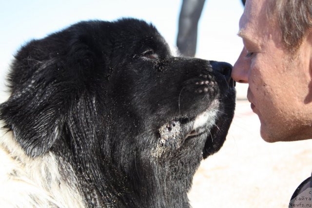 Фото: ньюфаундленд Skazochnaya Kroha Prelestnaya Blondi (Сказочная Кроха Прелестная Блонди), Galina Artyushina (Галина Артюшина)