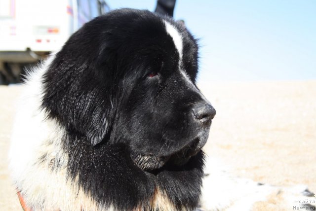 Фото: ньюфаундленд Skazochnaya Kroha Prelestnaya Blondi (Сказочная Кроха Прелестная Блонди)