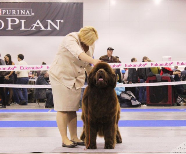 Фото: ньюфаундленд Aquatoriya Kelvin Reds Begin and Win (Акватория Келвин Редс Бегин энд Вин)