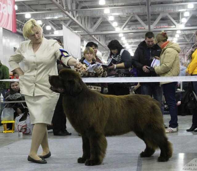 Фото: ньюфаундленд Aquatoriya Kelvin Reds Begin and Win (Акватория Келвин Редс Бегин энд Вин)