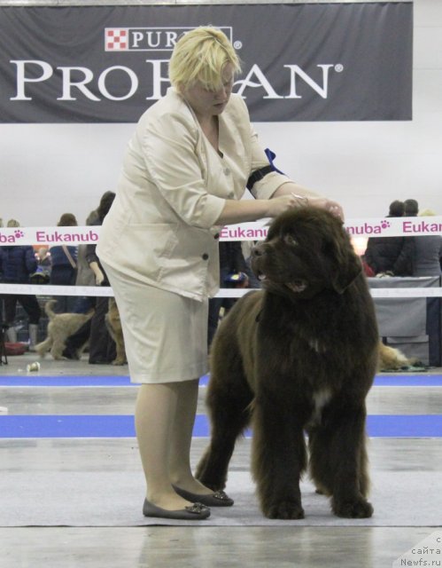 Фото: ньюфаундленд Aquatoriya Kelvin Rise After Me (Акватория Келвин Райз Афтэ Ми)