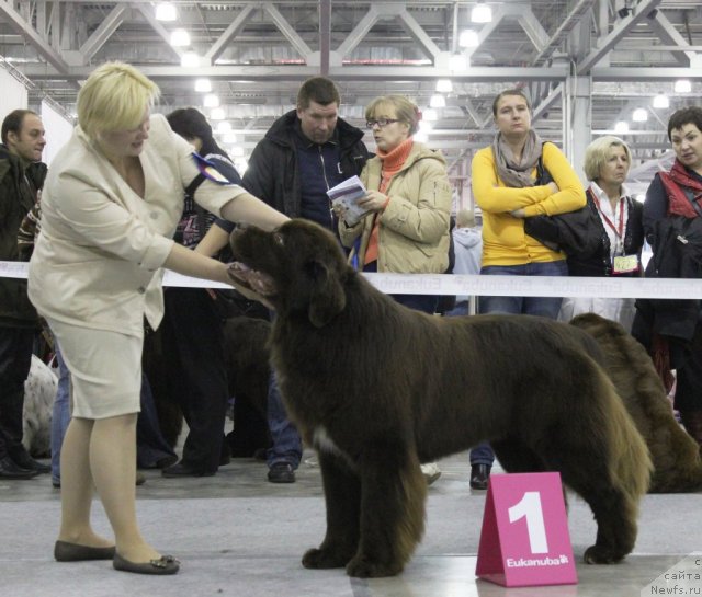 Фото: ньюфаундленд Aquatoriya Kelvin Rise After Me (Акватория Келвин Райз Афтэ Ми)