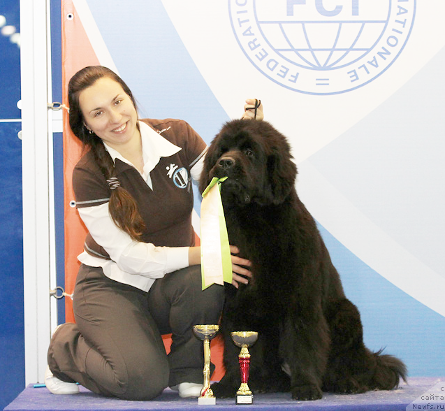 Фото: ньюфаундленд Beguschaya po Volnam Foget Mi Not (Бегущая по Волнам Фогет Ми Нот), Aleksandra Fetisova (Александра Фетисова)