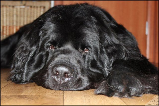 Фото: ньюфаундленд Uyutnaya Dolina Ayelita Marinus (Уютная Долина Аэлита Маринус)