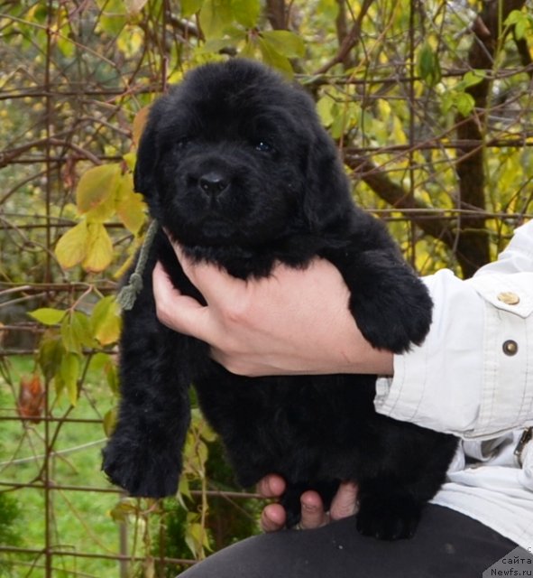 Фото: Щенки п-ка 