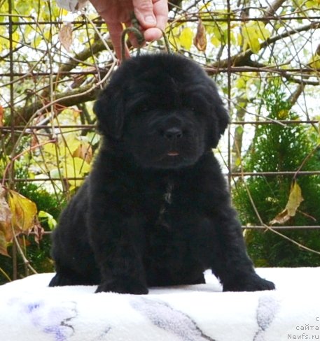 Фото: Щенки п-ка 