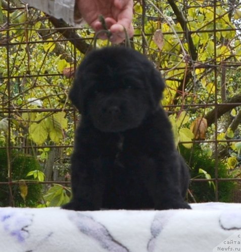 Фото: Щенки п-ка 