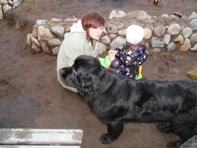 Фото: ньюфаундленд Uyutnaya Dolina Ayelita Marinus (Уютная Долина Аэлита Маринус)