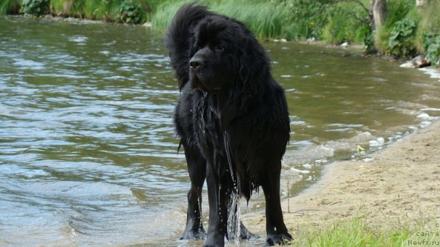 Фото: ньюфаундленд Uyutnaya Dolina Ayelita Marinus (Уютная Долина Аэлита Маринус)