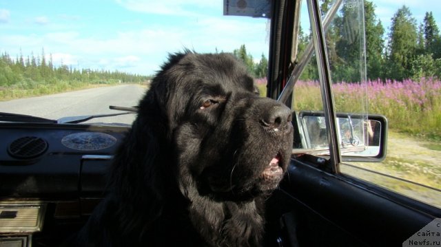 Фото: ньюфаундленд Uyutnaya Dolina Ayelita Marinus (Уютная Долина Аэлита Маринус)