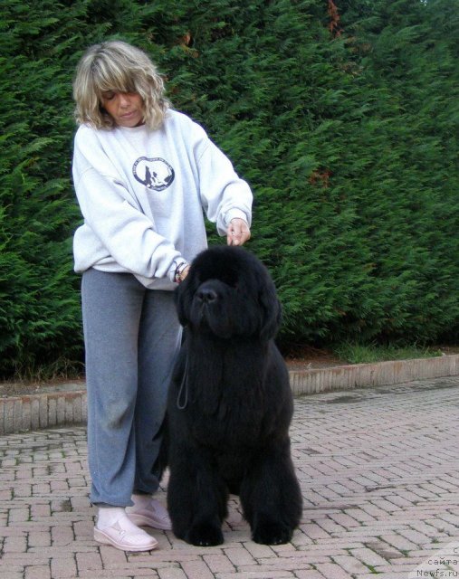 Фото: ньюфаундленд Zholli Wonderfull iz Medvejyego Yara (Жолли Вандерфулл из Медвежьего Яра), Milena Papale