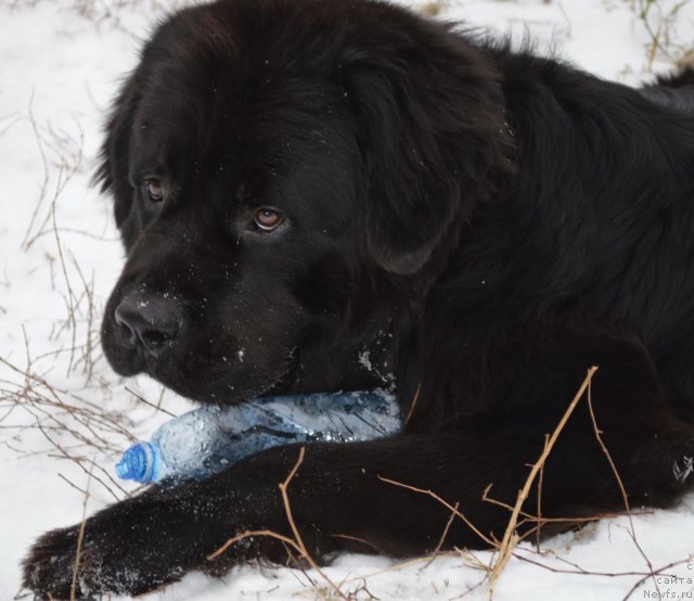 Фото: ньюфаундленд Fiamettahauz Nusakan (Фиаметтахауз Нусакан)