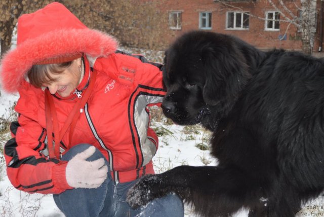 Фото: Viktoriya Fedorova (Виктория Федорова), ньюфаундленд Fiamettahauz Nusakan (Фиаметтахауз Нусакан)