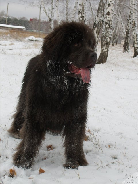 Фото: ньюфаундленд Akvamarinovaya Krasotka dlya Marleon (Аквамариновая Красотка для Марлеон)