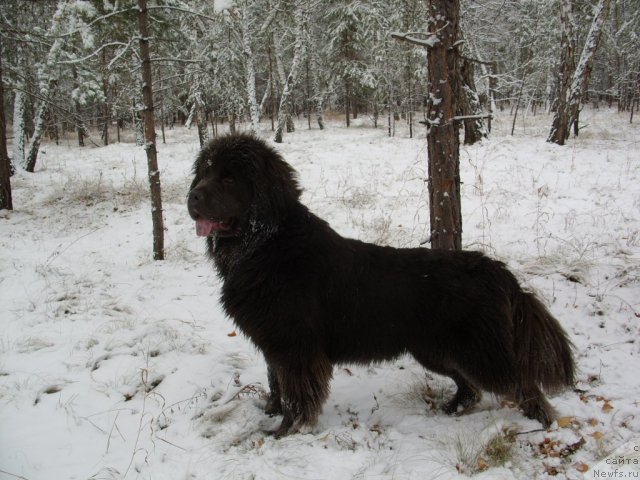 Фото: ньюфаундленд Akvamarinovaya Krasotka dlya Marleon (Аквамариновая Красотка для Марлеон)