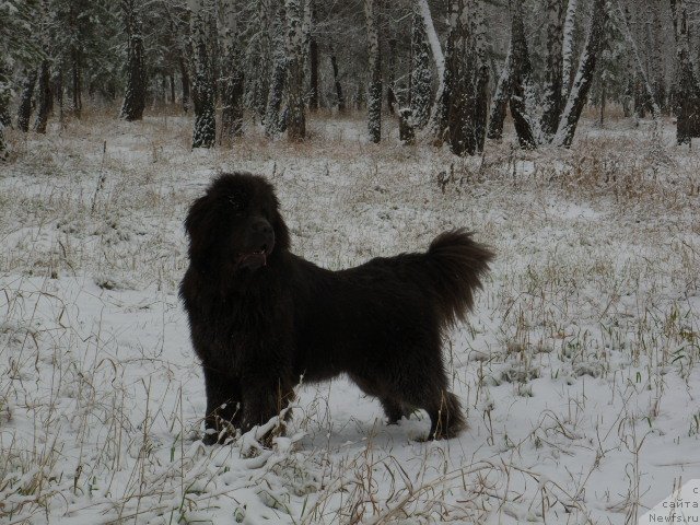 Фото: ньюфаундленд Akvamarinovaya Krasotka dlya Marleon (Аквамариновая Красотка для Марлеон)
