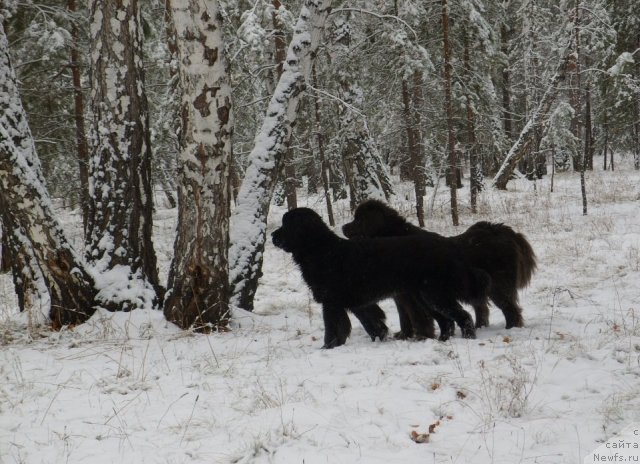 Фото: ньюфаундленд Knyajna v CHernom ot Marleon Dusvik (Княжна в Черном от Марлеон Дусвик), ньюфаундленд Akvamarinovaya Krasotka dlya Marleon (Аквамариновая Красотка для Марлеон)