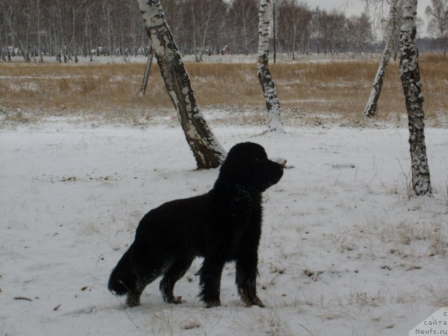 Фото: ньюфаундленд Knyajna v CHernom ot Marleon Dusvik (Княжна в Черном от Марлеон Дусвик)