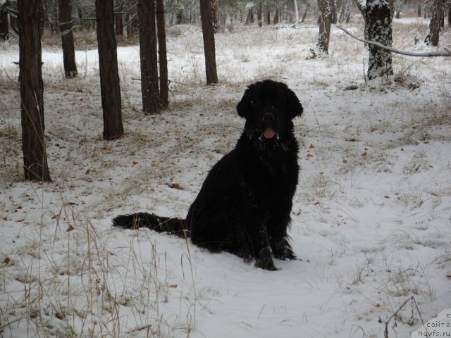 Фото: ньюфаундленд Knyajna v CHernom ot Marleon Dusvik (Княжна в Черном от Марлеон Дусвик)